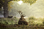 Red deer stag! by Inguna Plume on 500px