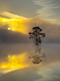 阿肯色州，日落和树arkansas, sunsets and trees.