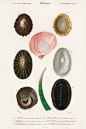 海洋生物：贝壳