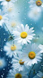 雨露户外盛开的花朵