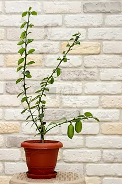 室内小型柑橘类植物，在装饰砖墙的背景下，橙色花盆中成熟的绿色手指状水果。特写镜头。家中柑橘树生长。装