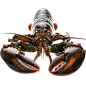 波龙