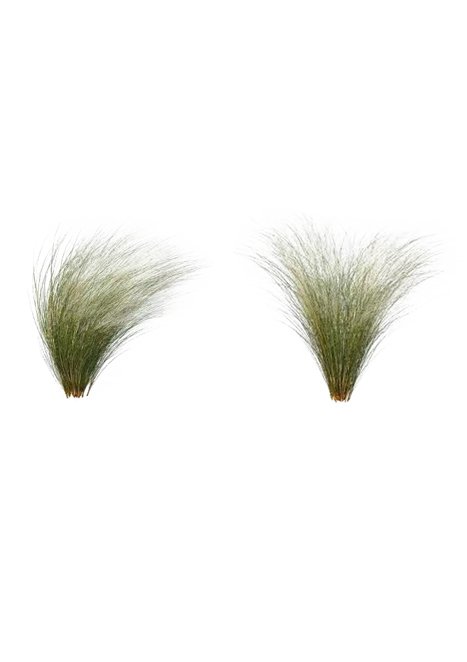细叶针茅