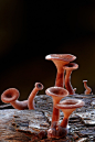 
条纹革耳菌（Panus fasciatus）还叫“多毛小号菇”，看上去好像生长在另一个星球上。
但这种真菌生活在澳大利亚森林中。腐烂木头常是它们的栖息地。这些样本好像为一种很小的条纹昆虫提供临时住所。