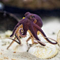 A coconut octopus in the Steinhart Aquarium. At the California Academy of Sciences in San Francisco.