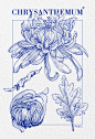 菊花练习