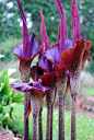 Une large spathe pourpre-violet luisante entoure un long spadice plus clair portant des fleurs stériles, mâles et femelles.