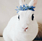 这只叫Twitch的兔兔，是ins上的新晋网红，天生自带超浓密的眼线和美瞳，拥有世界最美脸蛋，简直就是兔中范冰冰，不用化妆瞬间变身韩剧女主！