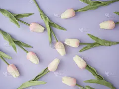 郁金香,春天,紫色背景,平铺,顶部,风景,时尚,贺卡,清新,背景分离