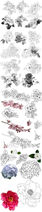808 各式花卉花朵叶子线稿上色稿手稿集 漫画CG插画手绘设计素材-淘宝网