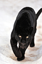 黑豹 Black panther