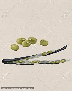 绿豆 绿豆荚 绿豆手绘 绿豆插画 青小豆