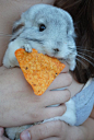 dorito | Animals | Pinterest