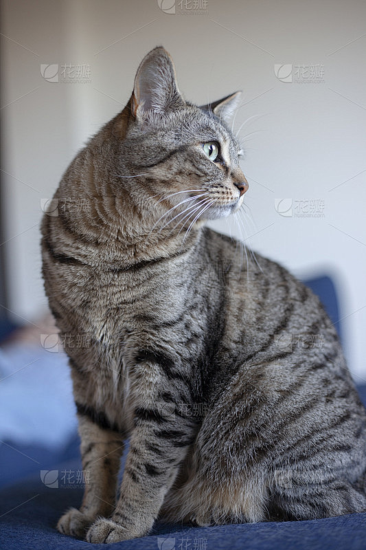 家养短毛猫