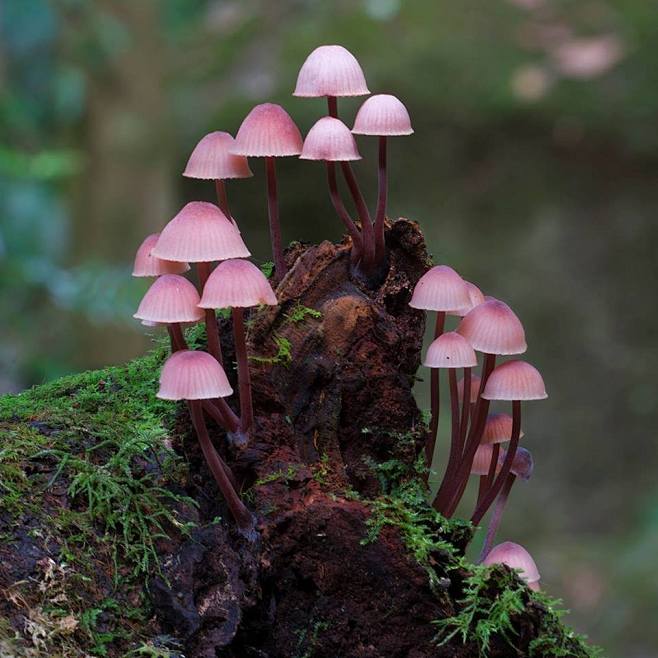 蘑菇 场景素材 颜色