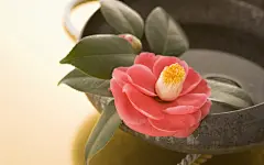 日式风格静物壁纸1桌面壁纸4