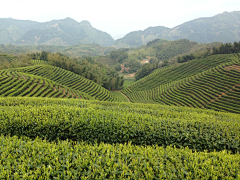 异想天开~采集到【素材】茶叶