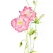 古风植物水彩练习18_20 虞美人_1_胖头鱼（画画）_来自小红书网页版