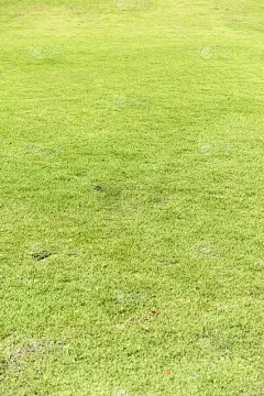 绿地
