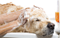 dog bath: 1 thousand results found in Yandex Images