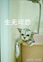 一直以为猫咪是虚胖洗澡后发现是真胖，难怪最近手臂酸_【快资讯】