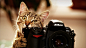 cats bite funny cameras Nikon biting  / 1920x1080 Wallpaper