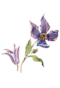 Botanical flowers illustrations