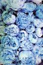 Beautiful flowers are always in season! #beauty #blue #flowers