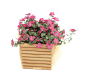 盆栽14