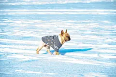 点击来源直接获取大图文件 |A French bulldog is playing in the snow