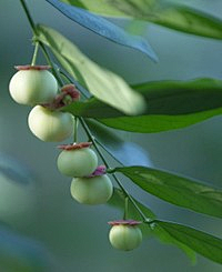 茉莉li采集到花草科