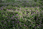 3-特点：花期3-4月，休眠期7-9月。花紫红色，花大色艳，开花繁密。