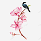 手绘花鸟高清素材 png 页面网页 平面电商 创意素材 png素材