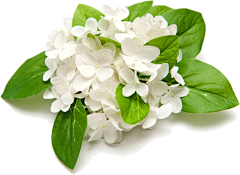 Q小Qqqq采集到植物