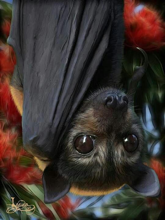 Flying Fox ✿⊱╮