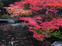 壁纸：【风景壁纸】 － 火红季节 1024*768