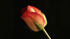 花朵_玫瑰花_花卉壁纸_玫瑰_静物玫瑰_爱情玫瑰_粉色玫瑰花_Flickr壁纸_玫瑰艳丽_桌面壁纸_爱壁纸HD