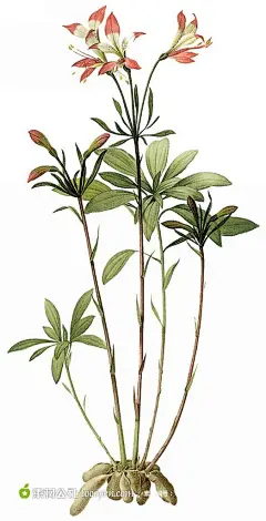 外国手绘植物花朵