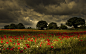 General 1920x1200 landscape trees poppies field