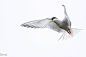 燕鸥
Angelic Tern by Nick Bond on 500px