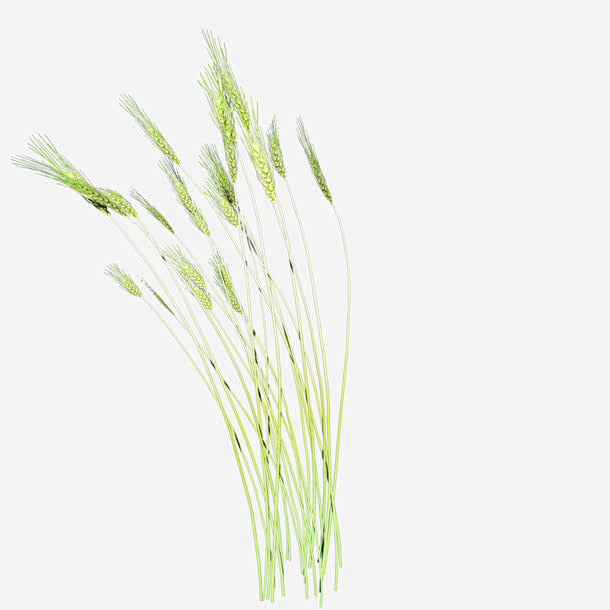一株青稞_新图网 https://www.ixintu.com 浅色 植物 素材 手绘