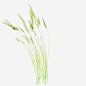 一株青稞_新图网 https://www.ixintu.com 浅色 植物 素材 手绘