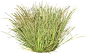 菖蒲02