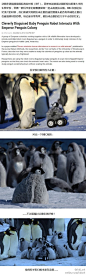 233，之前BBC在拍纪录片《企鹅群里有特务》时，同时过去的还有一群法国的生物学家，他们也设计了一个帝企鹅宝宝摄像头，虽然很不像，但还是很快地融入到了企鹅群里，甚至一头扎进小企鹅堆里，和大家一起抱团取暖……