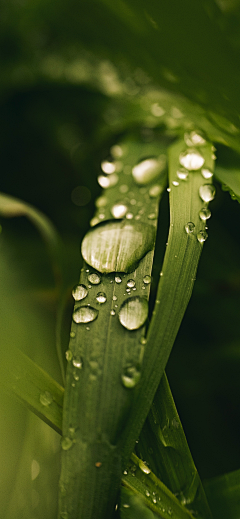 TGFeMhi3采集到谷雨