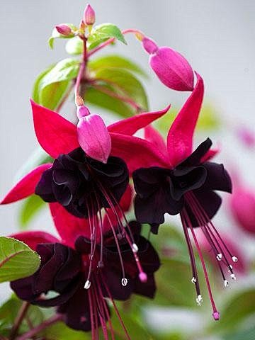 Black Fuschia flower...
