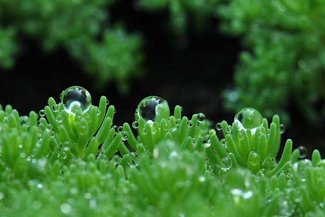 雨后薄雪万年草