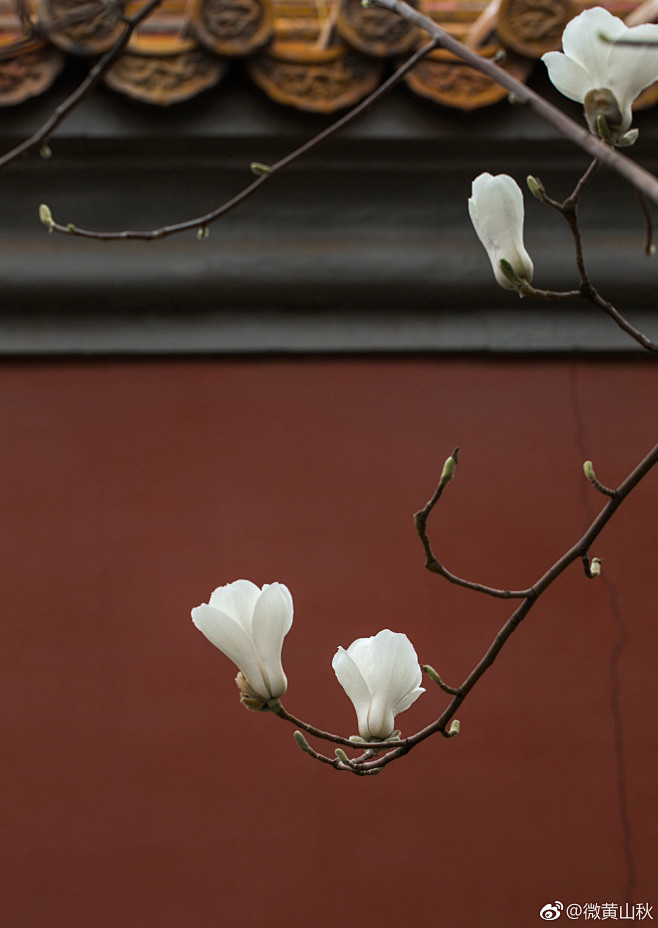 陶醉樱之雪从沐言绘转采于2020-11-23 15:18:19玉兰花古风陶醉樱之雪