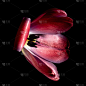 郁金香花