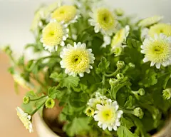 室内淡雅花朵漂亮壁纸桌面壁纸4
